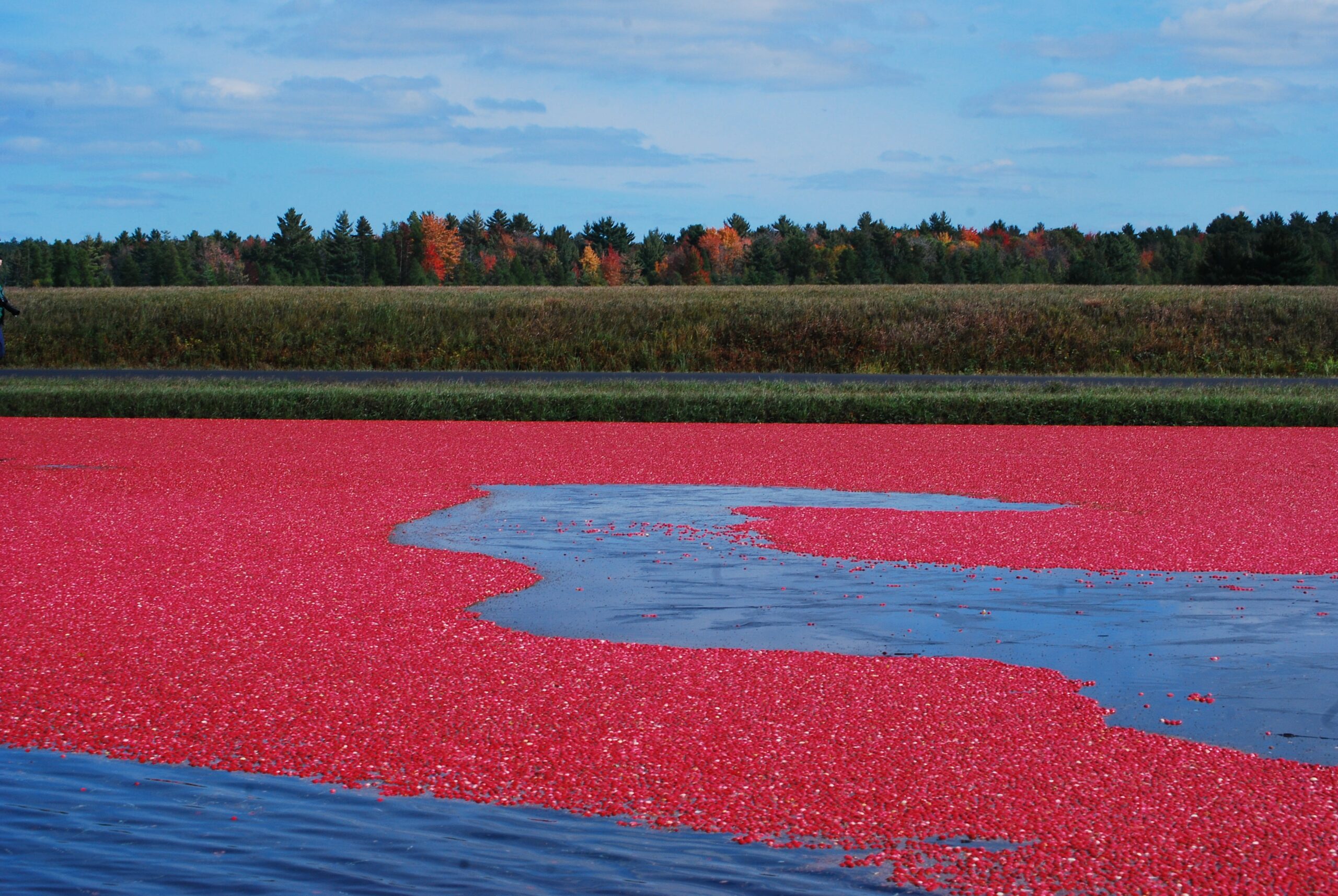 Cranberry Bog, cranberries ready for harvest, floating. 